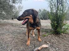 JERRY, Hund, Deutscher Schäferhund-Mix in Spanien - Bild 15