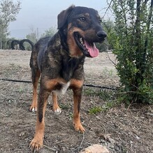 JERRY, Hund, Deutscher Schäferhund-Mix in Spanien - Bild 17