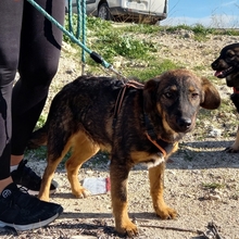 JERRY, Hund, Deutscher Schäferhund-Mix in Spanien - Bild 19