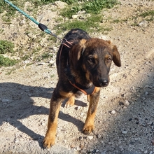 JERRY, Hund, Deutscher Schäferhund-Mix in Spanien - Bild 21