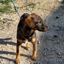 JERRY, Hund, Deutscher Schäferhund-Mix in Spanien - Bild 22