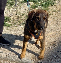 JERRY, Hund, Deutscher Schäferhund-Mix in Spanien - Bild 23
