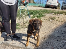 JERRY, Hund, Deutscher Schäferhund-Mix in Spanien - Bild 24