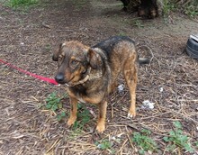 JERRY, Hund, Deutscher Schäferhund-Mix in Spanien - Bild 3