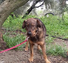 JERRY, Hund, Deutscher Schäferhund-Mix in Spanien - Bild 4