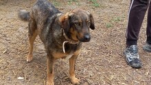 JERRY, Hund, Deutscher Schäferhund-Mix in Spanien - Bild 6