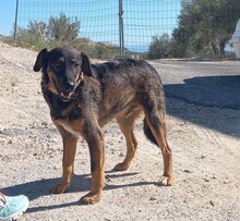JERRY, Hund, Deutscher Schäferhund-Mix in Spanien - Bild 8