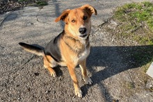 LEMMY, Hund, Mischlingshund in Süderdorf
