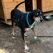 ASPA, Hund, Mischlingshund in Griechenland - Bild 1