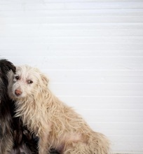 ELIJA, Hund, Mischlingshund in Rumänien - Bild 1