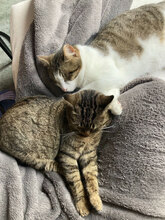 GIGI, Katze, Hauskatze in Hamburg - Bild 8