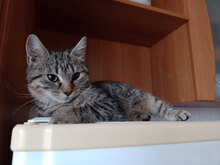 MERYLIN, Katze, Hauskatze in Bulgarien - Bild 5