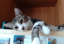TOMMY, Katze, Hauskatze in Bulgarien