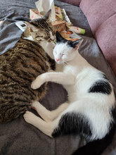 NAEL, Katze, Hauskatze in Velten - Bild 2