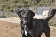 IRINA, Hund, Mischlingshund in Griechenland - Bild 1