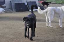 IRINA, Hund, Mischlingshund in Griechenland - Bild 7