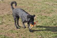 IRINA, Hund, Mischlingshund in Griechenland - Bild 8