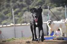 IRINA, Hund, Mischlingshund in Griechenland - Bild 9