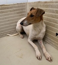 DWARDU, Hund, Foxterrier-Mix in Malta - Bild 1