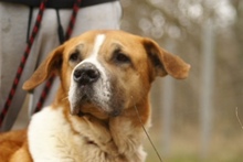 BENIA, Hund, Mischlingshund in Polen - Bild 1