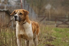 BENIA, Hund, Mischlingshund in Polen - Bild 10