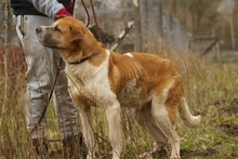 BENIA, Hund, Mischlingshund in Polen - Bild 11