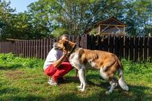 BENIA, Hund, Mischlingshund in Polen - Bild 12