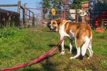 BENIA, Hund, Mischlingshund in Polen - Bild 15