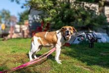 BENIA, Hund, Mischlingshund in Polen - Bild 16