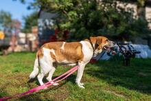 BENIA, Hund, Mischlingshund in Polen - Bild 17