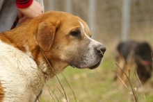 BENIA, Hund, Mischlingshund in Polen - Bild 2