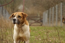 BENIA, Hund, Mischlingshund in Polen - Bild 3