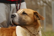 BENIA, Hund, Mischlingshund in Polen - Bild 4