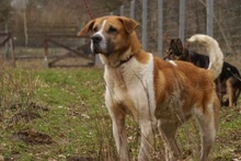BENIA, Hund, Mischlingshund in Polen - Bild 5