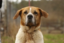 BENIA, Hund, Mischlingshund in Polen - Bild 6