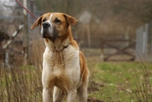 BENIA, Hund, Mischlingshund in Polen - Bild 7