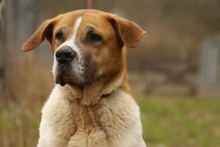 BENIA, Hund, Mischlingshund in Polen - Bild 8