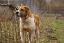 BENIA, Hund, Mischlingshund in Polen - Bild 9
