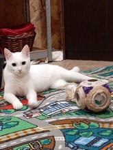FELIPE, Katze, Hauskatze in Bulgarien - Bild 4