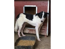 EYLIN, Hund, Mischlingshund in Rumänien - Bild 3