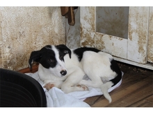 EYLIN, Hund, Mischlingshund in Rumänien - Bild 5