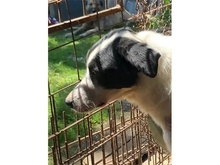 EYLIN, Hund, Mischlingshund in Rumänien - Bild 6