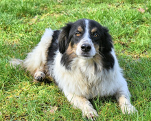 COLLIN, Hund, Mischlingshund in Italien - Bild 2