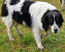 COLLIN, Hund, Mischlingshund in Italien - Bild 3