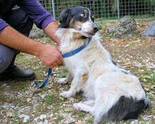 COLLIN, Hund, Mischlingshund in Italien - Bild 5