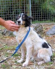 COLLIN, Hund, Mischlingshund in Italien - Bild 7