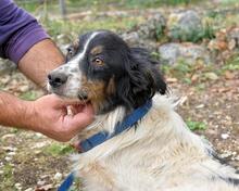 COLLIN, Hund, Mischlingshund in Italien - Bild 8