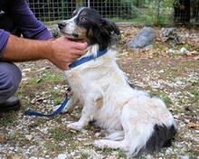COLLIN, Hund, Mischlingshund in Italien - Bild 9