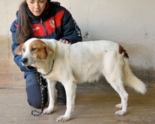 ELPIDIUS, Hund, Mischlingshund in Italien - Bild 10