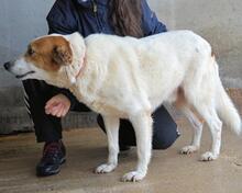 ELPIDIUS, Hund, Mischlingshund in Italien - Bild 4